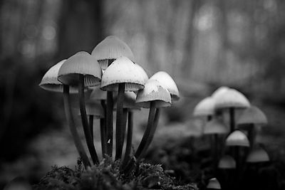 Close-up of mushrooms growing in forest