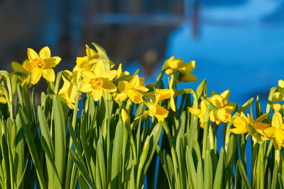 Close-up of yellow daffodil flowers