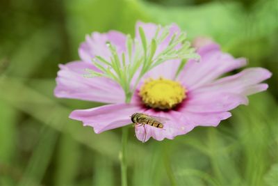 Close-up of pink flower