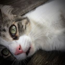 Close-up portrait of a cat