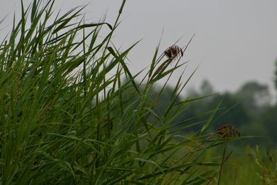 Close-up of insect on grass