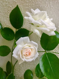 Close-up of white roses blooming outdoors