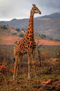 Giraffe standing on land