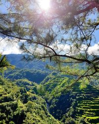 Trees growing on landscape against sky