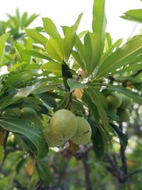 Close-up of berries growing on tree