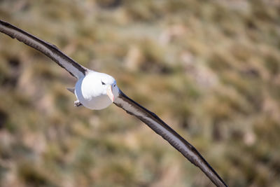 Close-up of bird on cable