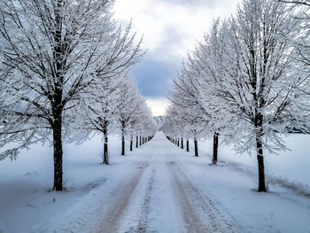 Snow covered road amidst bare trees against sky