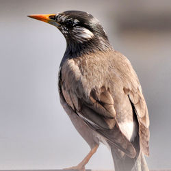 bird
