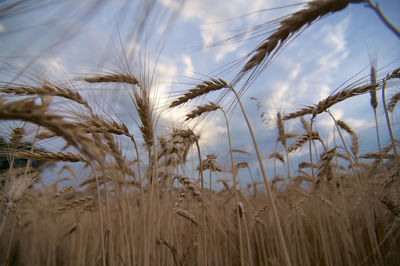 Beautiful low angle evening view of many ears of wheat captured on a field in agno, switzerland