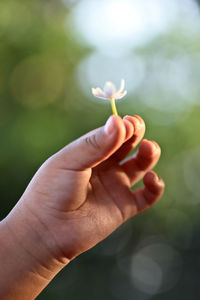 Close-up of hand holding flower