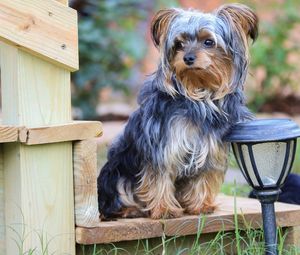 Portrait of dog sitting on bench