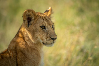 Close-up of lion cub staring in grass