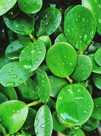 Green round leaves in the green garden