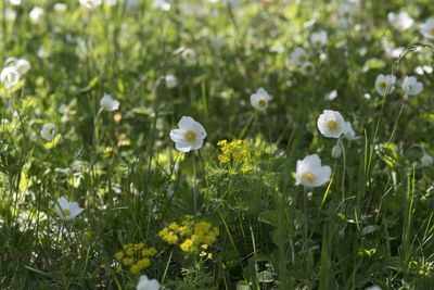 Close-up of white flowering plants on field