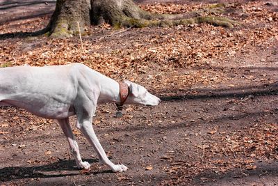 Side view of a horse on field