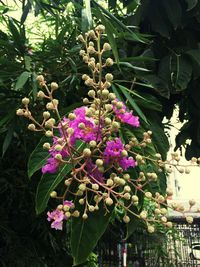 Close-up of flowers blooming outdoors