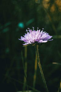 Close-up of purple flowering plant