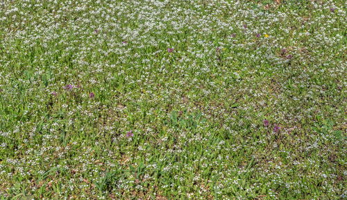 Full frame shot of grass