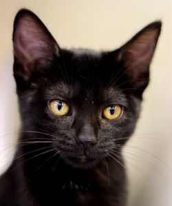Close-up portrait of black cat