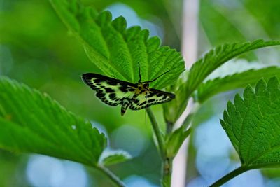 Close-up of butterfly on leaf