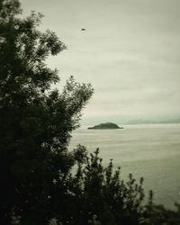 Scenic view of tree against sky