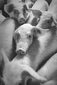 High angle view of pigs in shed