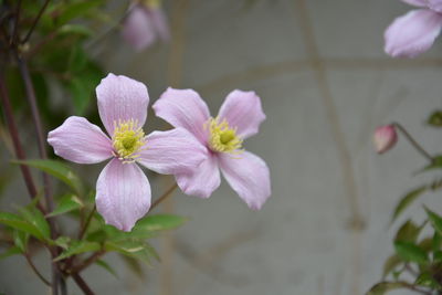 Close-up of pink flowering plant