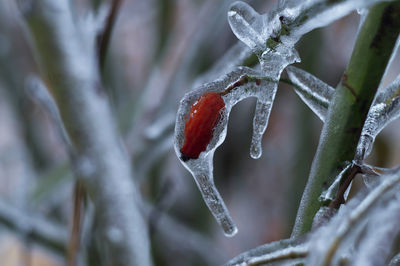 Close-up of frozen plant