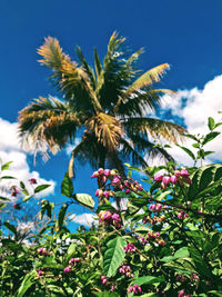 Low angle view of flowering plant against blue sky