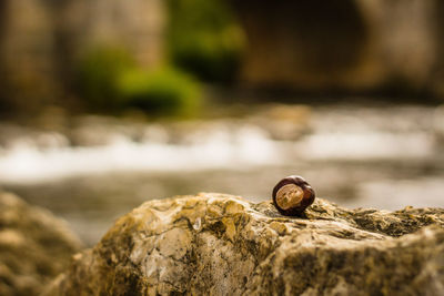 Close-up of snail on water