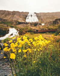 Yellow flowering plants on land