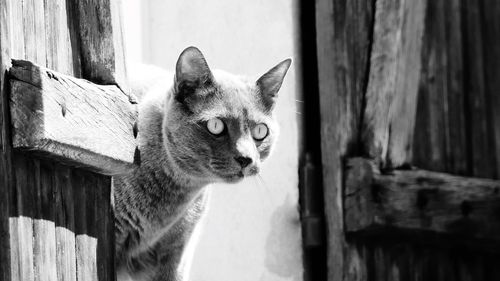 Close-up portrait of a cat looking away