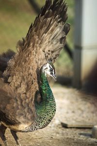 Close-up of peacock