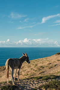 View of a horse in the sea