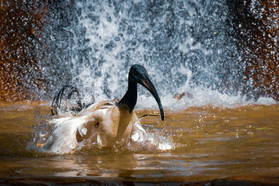 Close-up of water flowing in lake