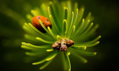 Close-up of honey bee on flower