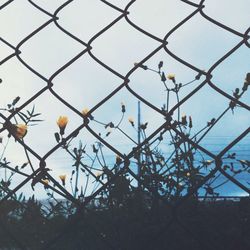 Trees seen through chainlink fence