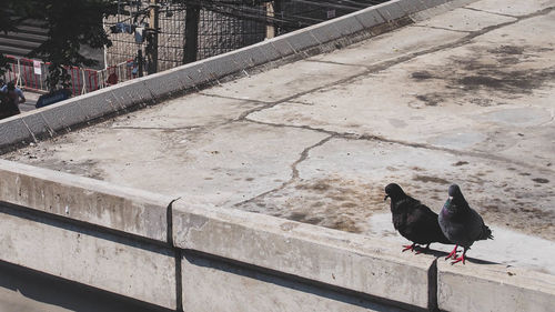 High angle view of bird perching on railing