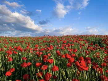 Clouds over field of poppies