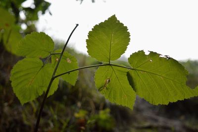 Close-up of water drops on leaf