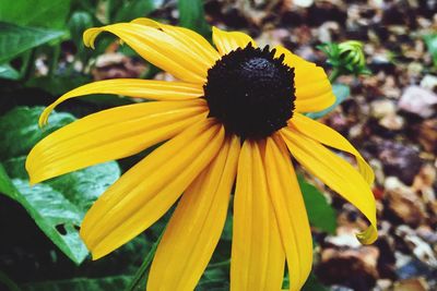 Close-up of yellow flower blooming outdoors