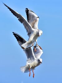 Seagulls in blue sky