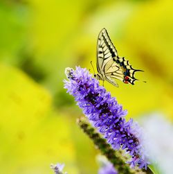 Close-up of insect pollinating on flower