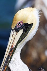 Close-up of a bird