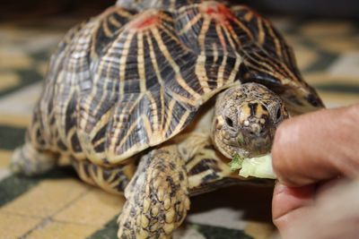 Close-up of human hand holding turtle