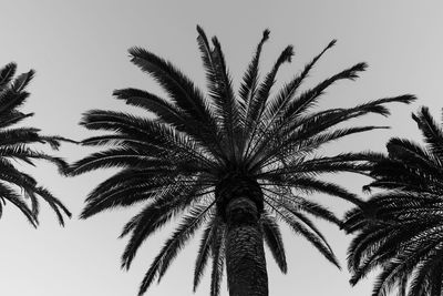 Low angle view of palm trees against sky