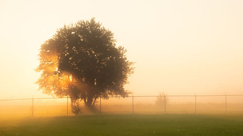 Silhouette trees on field against sky during sunset