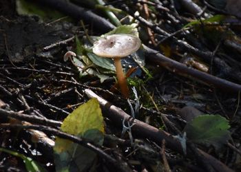 Close-up of mushroom growing on field