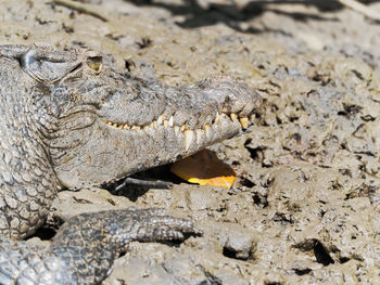 Close-up of lizard on the ground