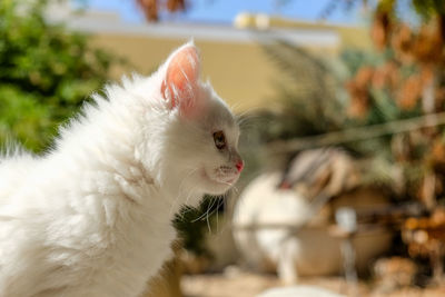Close-up of a cat looking away